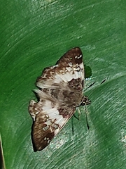 Chiomara georgina