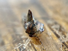 Telamona decorata