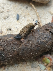 Ontholestes tessellatus