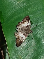 Chiomara georgina