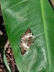 Chiomara georgina