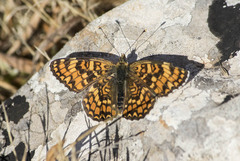 Melitaea pseudornata
