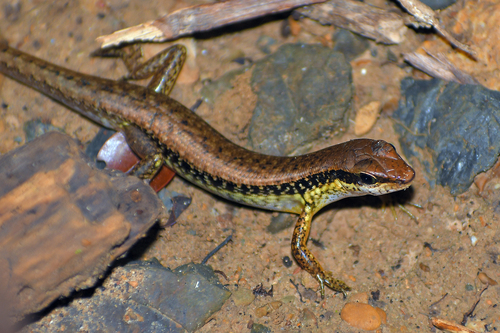 Pi Chong Insect Photo 222469328, (c) piyapong, some rights reserved (CC BY-NC ...