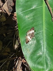 Chiomara georgina