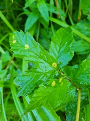 Dasineura ulmaria