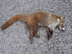 Nasua narica yucatanica