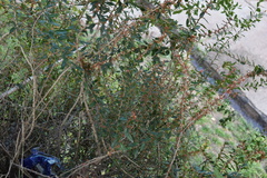 Castela tweediei