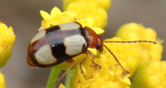 Monolepta cruciata