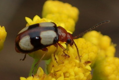 Monolepta cruciata