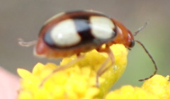 Monolepta cruciata