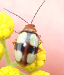 Monolepta cruciata