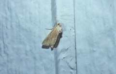 Mesoligia furuncula