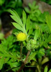 Cotula hemisphaerica