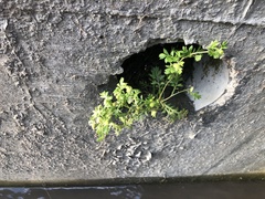 Cotula hemisphaerica