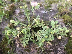 Cotula hemisphaerica