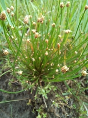 Cyperaceae