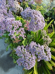 Limonium perezii