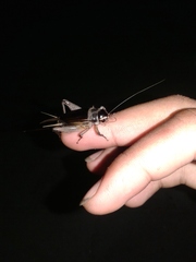 Teleogryllus emma