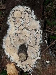 Schizoporaceae