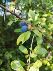 Prunus spinosa