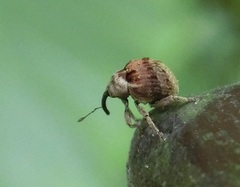 Phaeopholus ornatus