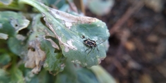 Bagrada hilaris