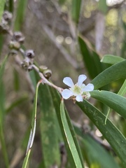 Agonis flexuosa