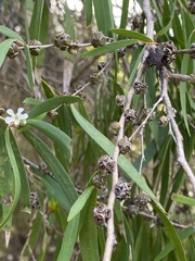 Agonis flexuosa
