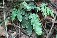Tectaria zeilanica