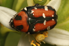 Gametis versicolor