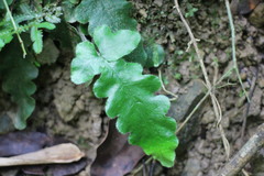 Tectaria zeilanica