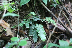 Tectaria zeilanica