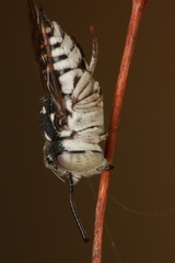 Allocoelioxys