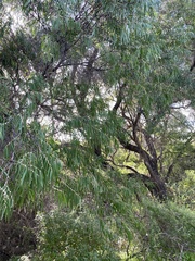 Agonis flexuosa