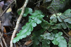 Tectaria zeilanica