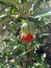 Diplolaena dampieri