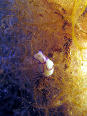 Lamprohaminoea ovalis