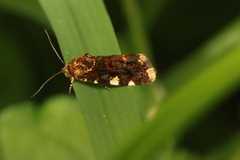 Polytela gloriosae