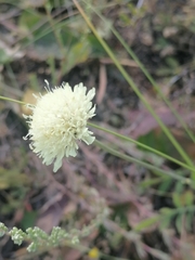 Cephalaria uralensis