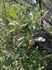 Diplolaena dampieri