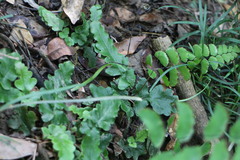 Tectaria zeilanica