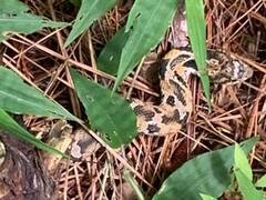 Heterodon