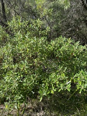 Diplolaena dampieri