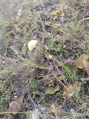 Cephalaria uralensis