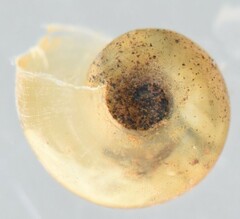 Biomphalaria pfeifferi