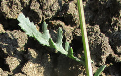 Senecio consanguineus