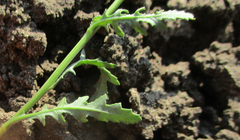 Senecio consanguineus