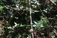 Benkara sinensis
