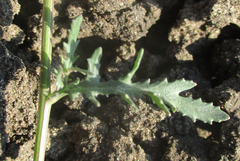 Senecio consanguineus