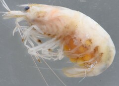 Caridinopsis chevalieri